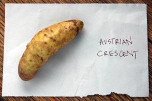 2008_09_25-austrian-crescen.jpg