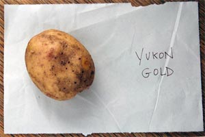 2008_09_25-yukon-gold-spud.jpg